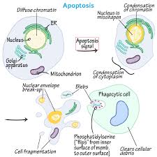 Apoptosis Biology Tutorials In 2020 General Biology Biology Cell Biology