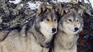 Black And Brown Wolf Two Adult Black And Brown Siberian Huskies Wolf Animal Mammal Hd Wallpaper Wolf Love Fotos De Lobos