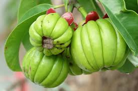 Image result for Garcinia