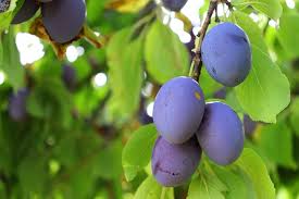 As you can tell, these two related trees share many of the. Growing Plum Trees In Hot Dry Climates Garden Of Luma