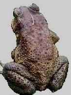 Sebaiknya ilmu tentang teknologi perlulah dipupuk dari muda, supaya nanti kita tidak akan digelar bagai katak di bawah tempurung. Bagai Katak Dibawah Tempurung Mr Professor