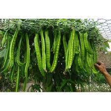 Percobaan kacang hijau cara menanam kacang hijau. Kacang Botor Python