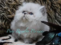 $900 tails docked, family raised puppies. Himalayan Kittens For Sale In Michigan