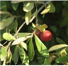 Image result for Diospyros lycioides