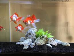 Aquarium plants would be the best choice of aquarium decor for goldfish, but unfortunately these fish are diggers. Pin On Fancy Goldfish