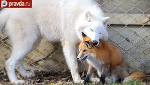 February 2014 Arctic Wolf Fox Dog Animals Friendship