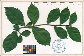 Image result for Streblus