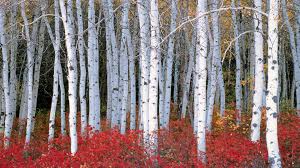 Find the best sales on birch tree wallpaper from around the web. Download Fine Decor Birch Tree Wallpaper Gallery