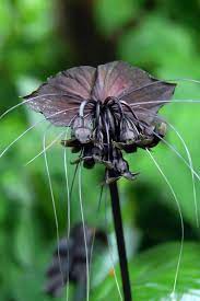 Plant Lovers You Re Going To Want All Of These Unusual Houseplants Weird Plants Bat Flower Bat Plant