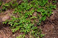 Image result for Blotiella currorii