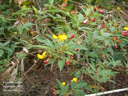 Image result for Cajanus cajan