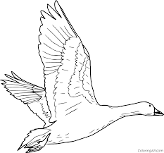 Free printable canada goose coloring pages for kids that you can print out and color. Goose Coloring Pages Coloringall