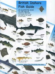 British Inshore Fish Guide Chart