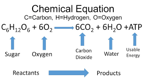 What Is The Overall Equation Of Cellular Respiration Of Glucose Quora