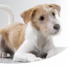 Scopri su animalpedia tutte le razze di cani da appartamento. Le Razze Migliori Di Cani Da Compagnia Paco