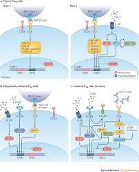 If your visual novel contains any explicit content (hentai, eroge, yaoi, etc), please select mature. Regulatory T Cells In The Treatment Of Disease Nature Reviews Drug Discovery
