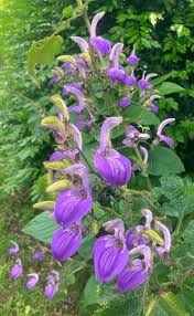 Image result for Brillantaisia cicatricosa