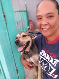 Introduction of german shepherd puppy