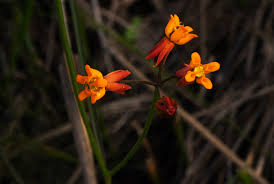 Image result for Stathmostelma pauciflorum