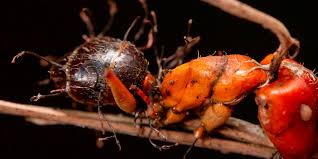 Identifican 4 nuevas especies de hongos “zombies” que pueden controlar el  comportamiento de insectos - Infobae