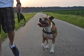 In conclusion, doggy dan the online dog trainer's program will guide and help you with useful training tips that will definitely be useful in raising your pitbull puppy. The Ultimate Pitbull Training Guide