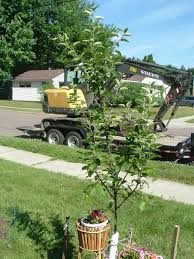 Buy an apple tree online from our wide selection suitable for every climate, environment and space. Snowsweet Apple Pruning 339890 Ask Extension