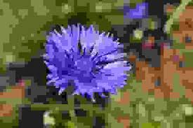Fiori selvatici bellissimi fiori fiori semplici margherite fiori vintage fiori bianchi erbe composizioni floreali fiori di plastica. Fiori Viola Quali Sono Dove Si Trovano E Come Prendersene Cura