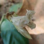 Image result for Trachyphrynium braunianum