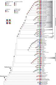 Image result for Phyllanthus kaessneri