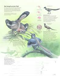Archaeopteryx was similar in size and shape to a magpie, with broad, rounded wings and a long tail, and reached up to. Fossilien Archaeopteryx Urvogel Thron Wackelt Spektrum Der Wissenschaft
