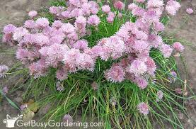 A longer beard takes center stage, but thankfully it forgives on any trimming blunders. How To Cut Chives So They Keep Growing