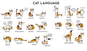 تصرفات و حركات القطط ومعانيها بالصور المرسال