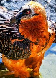 Pin By Caelan On Adopt Moodboards Birds Of Prey Beautiful Birds Vulture