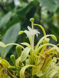 Image result for Turraea floribunda