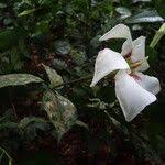 Image result for Rothmannia longiflora