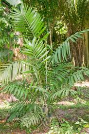 Image result for Indigofera soutpansbergensis