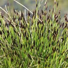 Image result for Schoenus