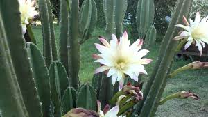 There is a lot more names given to this plant in different cultures the epiphyllum oxypetalum species like many other succulent plants and cactus plants has been found to be a native of southern mexico and parts. Night Blooming Cereus Cactus Queen Of The Night 2 Youtube
