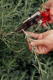 Image result for rosemary cuttings