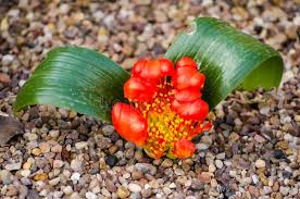 Image result for Daubenya