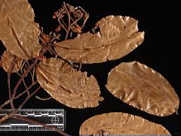 Image result for Rhynchosia micrantha