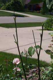 The variety of ways that rose hips can be prepared is impressive. Help I Have Deer Munching On My Roses What To Do