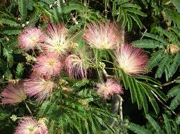 Image result for Albizia