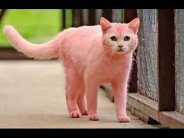 Anne Kedinin Yavrulari Icin Insana Ornek Olacak Fedakarligi Youtube Pink Cat Pink Animals Cats