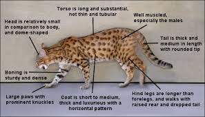 In this way, cats and their pouches are very similar to camels and their humps, giving them fat reserves. Bengal Body Shape