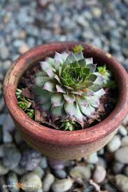 1 big head 3 pups echeveria agavoides 'lipstick' 8 pot $25 10 pot $40 most have more than 1 head or a pup or 2. Thrifty Gardening How To Divide Succulents