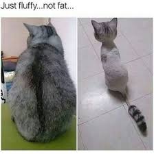 Netizen di indonesia menuding kucing oren sebagai kucing preman. 22 Aib Kucing Ideas Cat Memes Funny Cats Funny Animals
