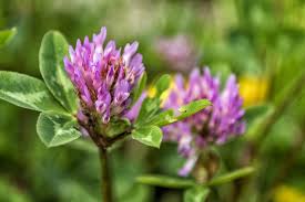 Passionflower — leaves, relaxing and soporific. Winter Warmer Make Tea From Local Wild Plants