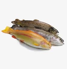 Rainbow trout or steelhead are native to the eastern north pacific, from alaska to baja california in mexico. The Fish Book Full Knowledge Of Fish Seafood M J Seafood