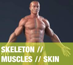 Discover the muscle anatomy of every muscle group in the human body. Max Realistic Anatomy Skeleton Muscles